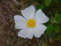 Lesbos, weiße Zistrose