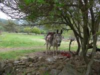 Lesbos, Wanderung zum Aquädukt