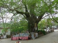 Lesbos, bei der Karini Quelle