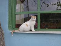 Lesbos, Lokal für den 