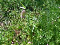 Lesbos, türkische Schachbrettblume