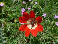 Lesbos, Anemone