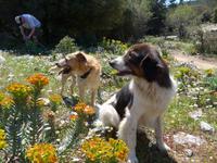 Lesbos, Panoramawanderung Golf von Gera