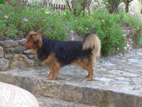 Lesbos, Hotel Olive Grove