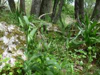 Lesbos, Wanderweg zum Olympos
