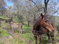 Lesbos, Hotel Olive Grove, Esel und Pferd