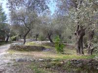 Lesbos, Hotel Olive Grove