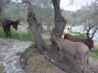 Lesbos, Hotel Olive Grove