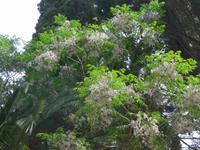 Korfu, Paternosterbaum (Zedrachbaum) in Blüte