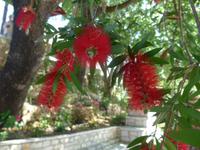 Korfu, Flaschenputzer