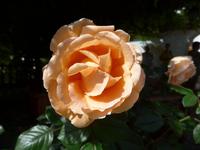 Korfu, Agios Athanasiou, Teerose im Frauenkloster