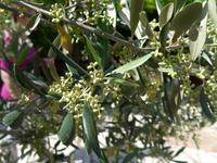 Korfu, Olivenblüten