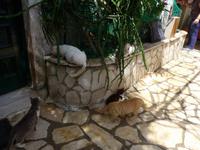 Korfu, Paleokastritsa, Kloster Theotokou