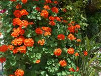 Korfu, Geranienpracht