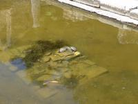 Korfu, Albanienausflug, Butrinti, Wasserschildkröten