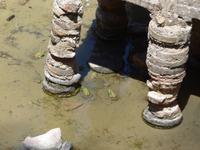 Korfu, Albanienausflug, Butrinti, Frösche im