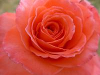 Korfu, Rosen im Weingut  