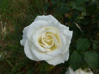 Korfu, Rosen im Weingut  