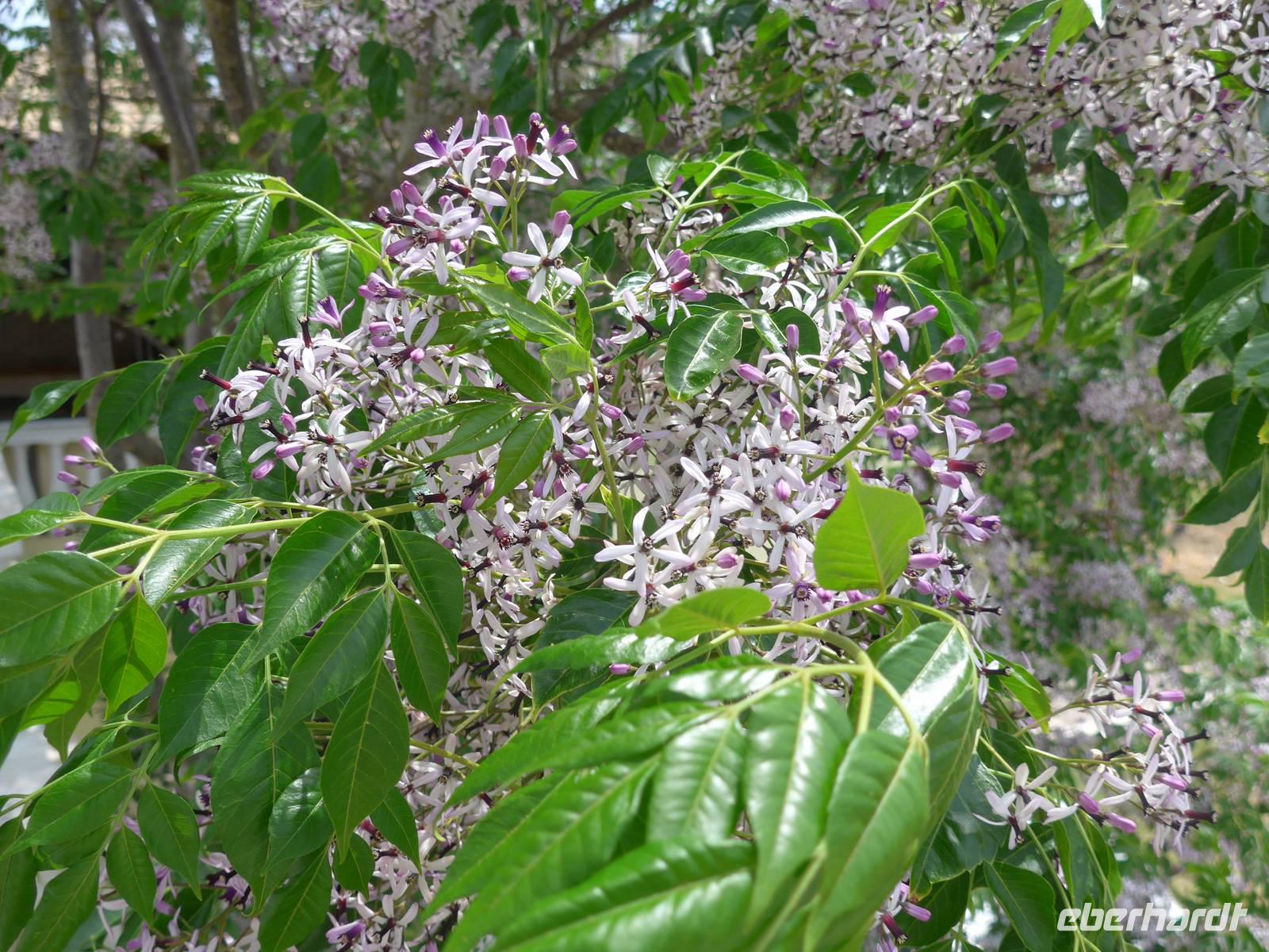 Korfu, Paternosterbaum (Zedrachbaum) in Blüte