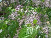 Korfu, Paternosterbaum (Zedrachbaum) in Blüte