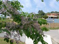 Korfu, Paternosterbaum (Zedrachbaum) in Blüte