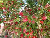 Korfu, Flaschenputzer