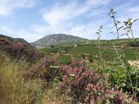 089 Knosiano-Schulcht