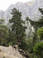 124 Samaria-Schlucht