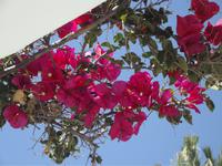 Blumenpracht auf Mykonos