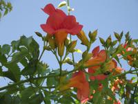 Blumenpracht in Parikia