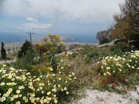Blumenpracht