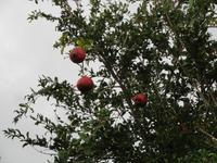 DSC06429