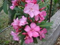DSC08722
