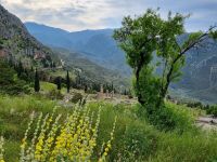 Delphi