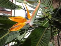 Flora im Kloster