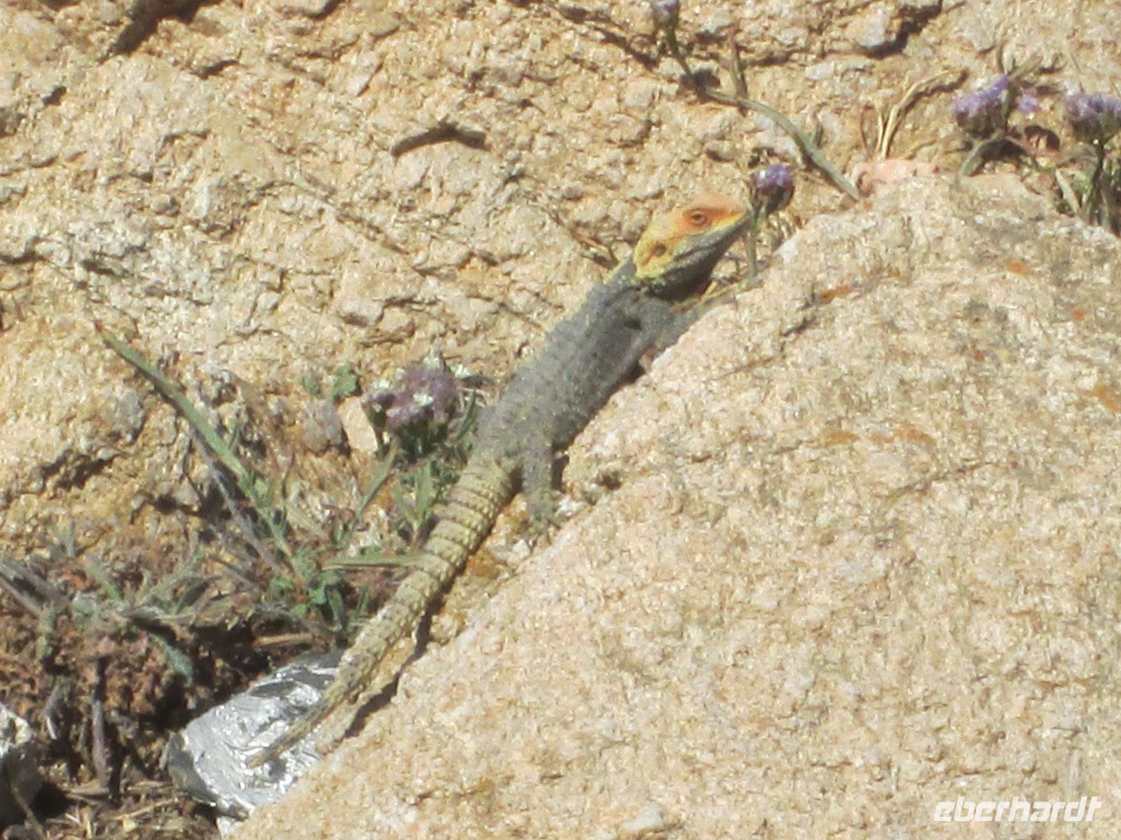 Gekko