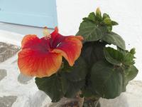 Hibiskus