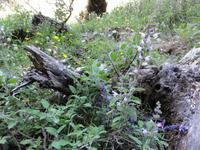 Imbros Schlucht