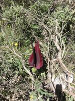 Imbros Schlucht