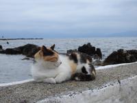 Katze auf Korfu