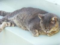 Katze in Naoussa