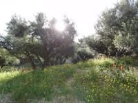 Knosiano Schlucht