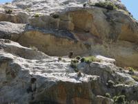 Knosiano Schlucht