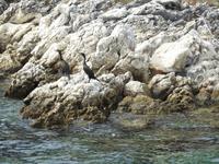 Kormorane