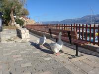 Kreta, Chersonissos