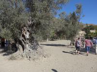 Kreta, Gortys