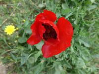 Lesbos, Mohnblume