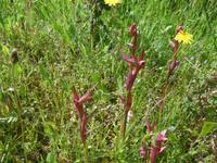 Lesbos, Orchideen