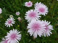 Lesbos, rosa Pippau