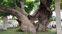 Mindestens 1000 Jahre alter Platanenbaum an der Brücke